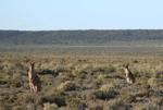 Eucla Kangaroos